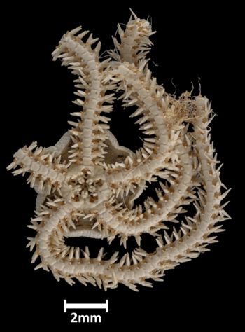 Media type: image;   Invertebrate Zoology OPH-1369 Aspect: ventral